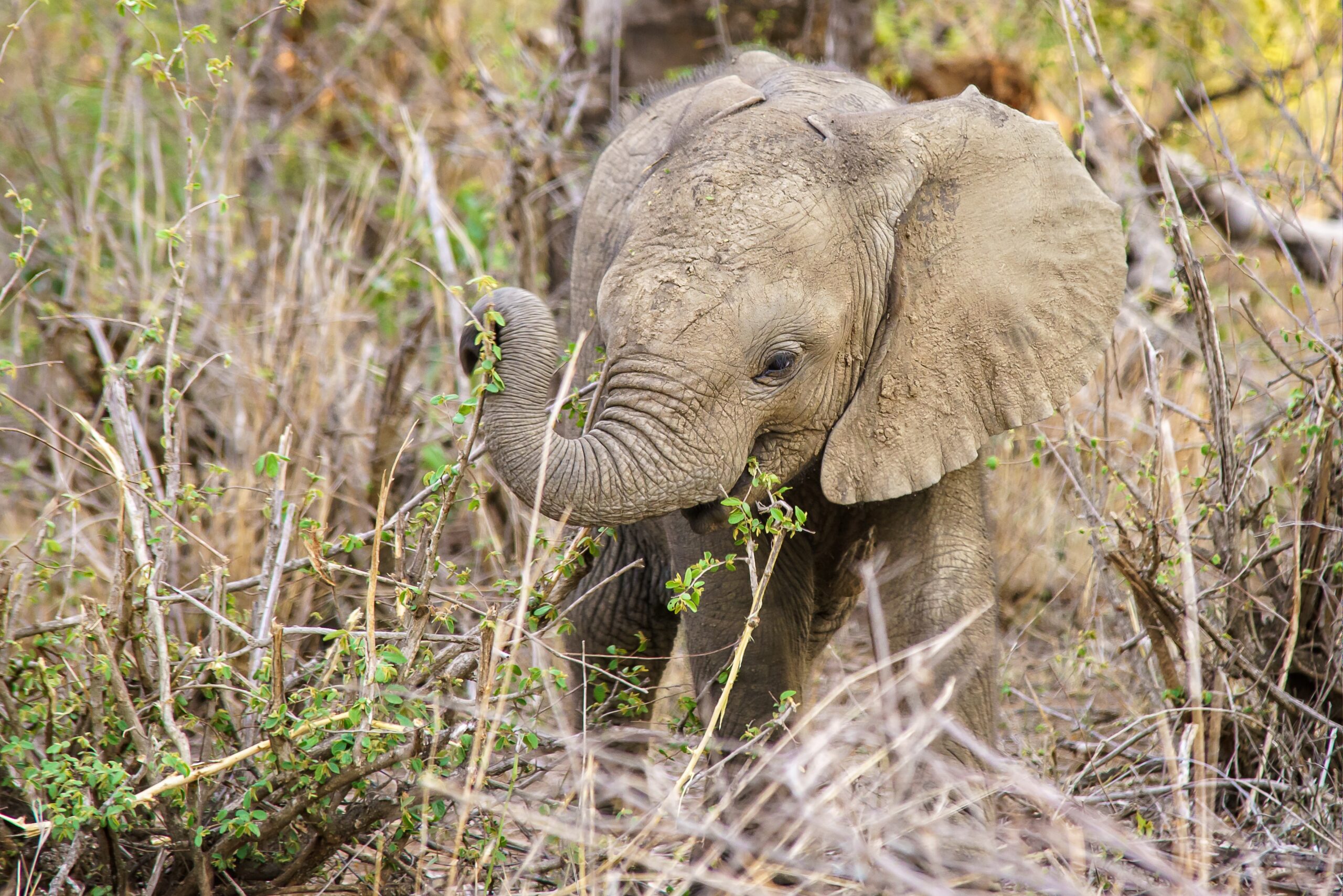 Shallow focus shot of a cute baby elephant eating a plant with a blurred background